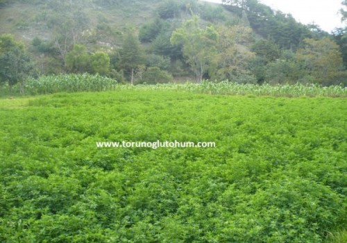 Yonca Otunun Hayvanlara Faydaları