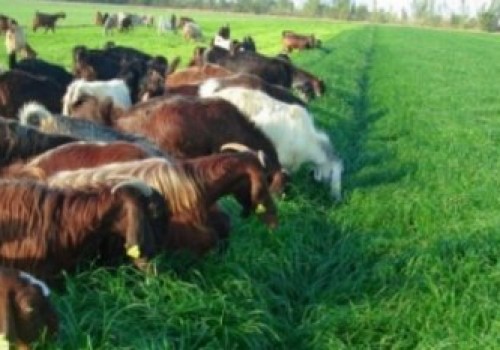 Keçi Ne İle Beslenir