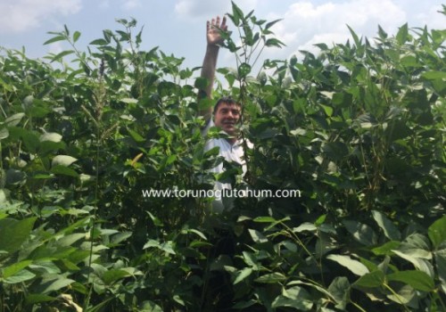 Yemsoy Soya Tohumu