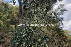 Büyük Topak Ulak Zeytin Fidanı