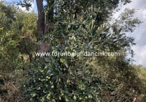 Büyük Topak Ulak Zeytin Fidanı