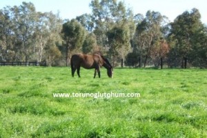 At Harası Tohumu - At Merası Tohumu Karışımları
