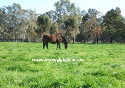 At Harası Tohumu - At Merası Tohumu Karışımları