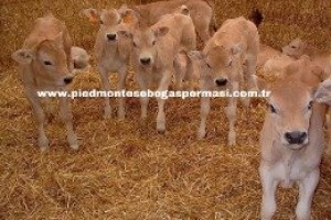 Piemontese Irkı Özellikleri