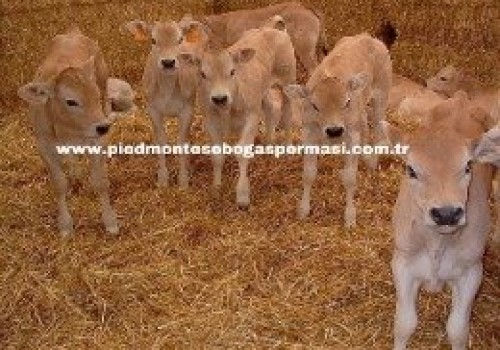 Piemontese Irkı Özellikleri