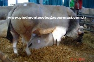 Piemontese Irkı