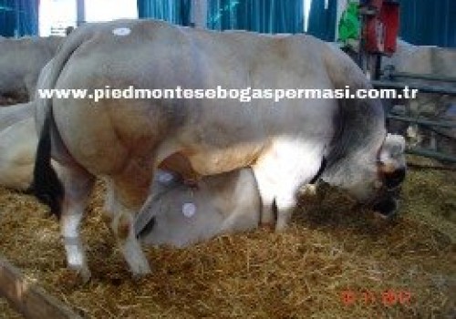 Piemontese Irkı