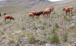 Güney Sarısı Sığır Irkı - Toros Kaplanı