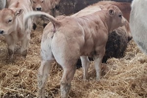 Piedmontese Irkı Özellikleri