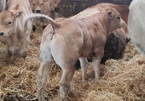 Piedmontese Irkı Özellikleri