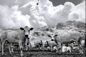 Piemontese Sığırları