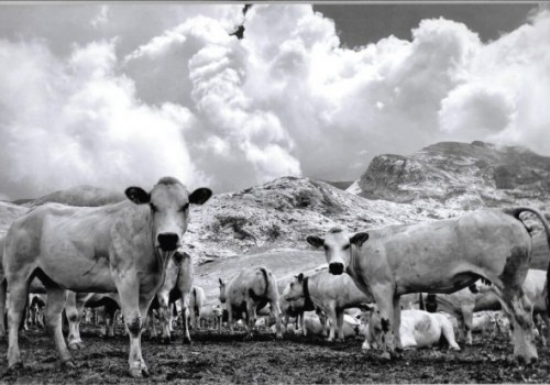 Piemontese Sığırları