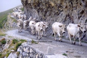 Neden Piemontese Sığır Irkı
