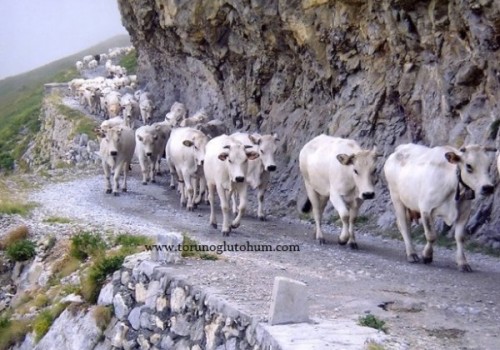 Neden Piemontese Sığır Irkı