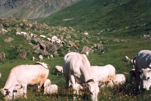 Hayvancılıkta En Çok Kullanılan Hayvanlar