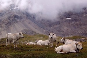 En Karlı Büyükbaş Hayvancılık