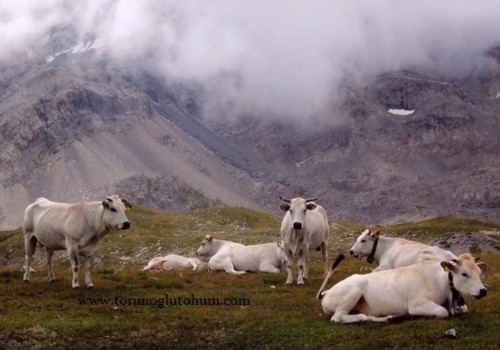 En Karlı Büyükbaş Hayvancılık