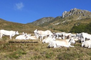 Doğu Anadolu Yaylalarında Piemontese Irkı ile Modern Hayvancılığın Gelişimi