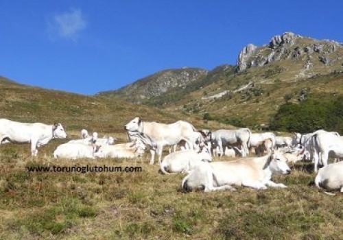 Doğu Anadolu Yaylalarında Piemontese Irkı ile Modern Hayvancılığın Gelişimi