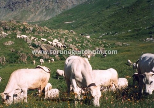 Büyükbaş Hayvancılık   Yapmak İçin Gerekenler