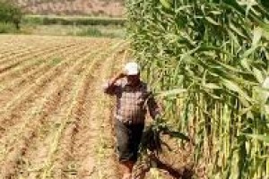 Macha Silajlık Mısır Tohumu Fiyatları