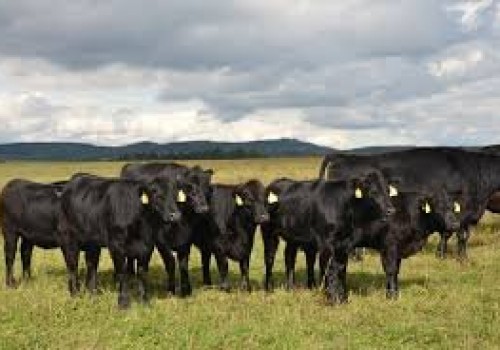 Aberden Angus Sığır Irkı