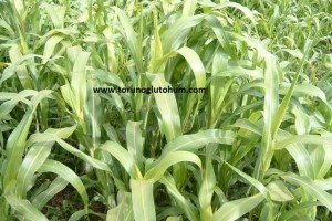 Sorgum Sudan Otu Zehirlenmesi