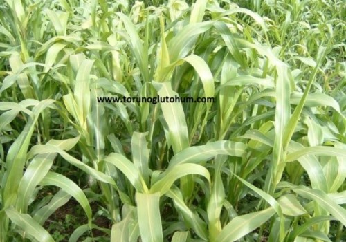 Sorgum Sudan Otu Zehirlenmesi