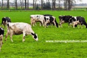 Yapay Çayır Mera Tohumları Toptan Perakende Satış Fiyatları