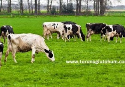 Yapay Çayır Mera Tohumları Toptan Perakende Satış Fiyatları