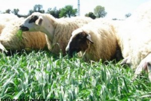 Reygras Tohumu 5 Kg Ne Kadar
