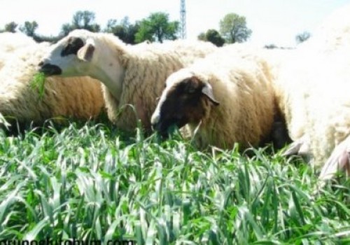 Reygras Tohumu 5 Kg Ne Kadar