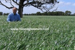 İthal Ryegrass Tohumu Fiyatları