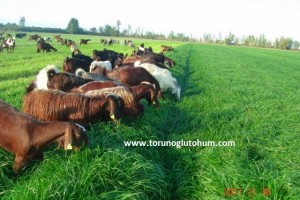 Reygras Tohumu 10 Kg Ne  Kadar?