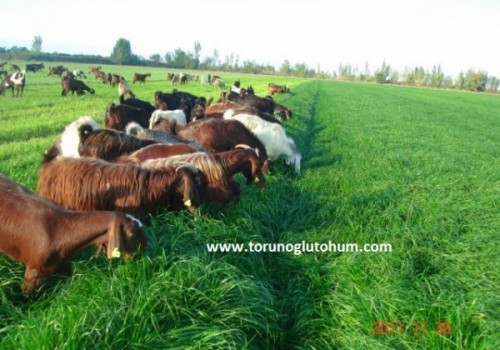 Reygras Tohumu 10 Kg Ne  Kadar?