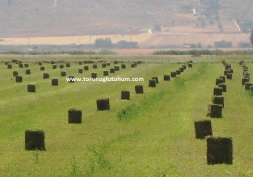 Yonca Tohumu Nerden Alınır?