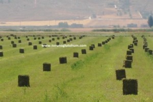 Yonca Tohumu Kilosu Ne Kadar?