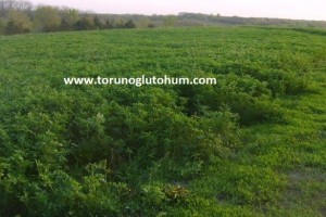 Yonca Tohumu Kg Fiyatı,1 Kg Yonca Tohumu Ne Kadar?