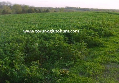Yonca Tohumu Kg Fiyatı,1 Kg Yonca Tohumu Ne Kadar?
