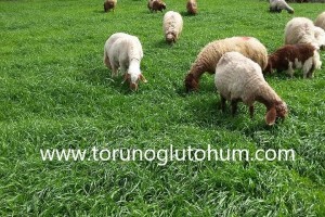 Ryegrass İtalyan Çimi