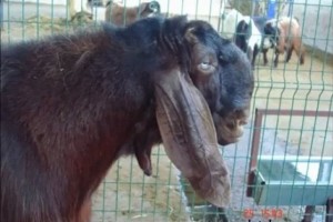 Koyun ve Keçilerde Bit Pire İlacı,Bit Pire Mücadelesi