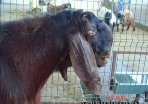 Koyun ve Keçilerde Bit Pire İlacı,Bit Pire Mücadelesi