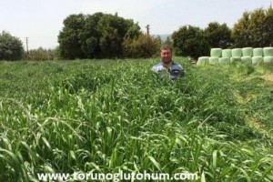İthal Ryegrass Tohumu 10 Kg