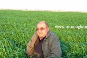 Ryegrass Otu Tohumu