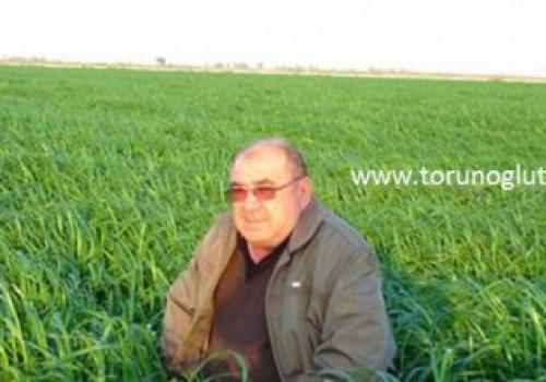 Ryegrass Otu Tohumu