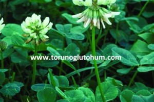 Yonca Çim Tohumu