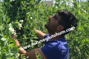 Beşli Karışım Yem bitkisi Tohumları Toptan ve Perakende Satış Fiyatları
