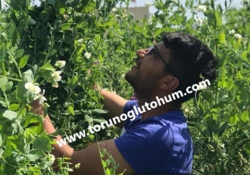 Beşli Karışım Yem bitkisi Tohumları Toptan ve Perakende Satış Fiyatları