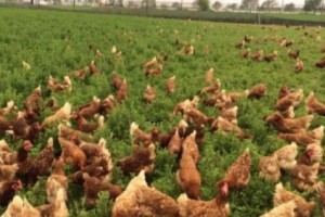 Tavuk Merası Tohumu Fiyatları