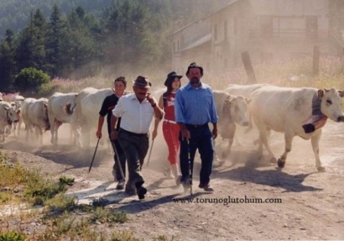 Piedmontese Sığır Irkı Özellikleri